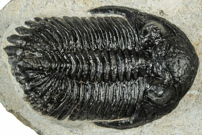 Hollardops Trilobite Fossil - Ofaten, Morocco #311257